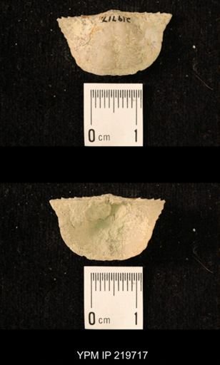 Chonetes granulifer