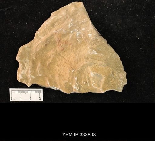 Heliolites nucella