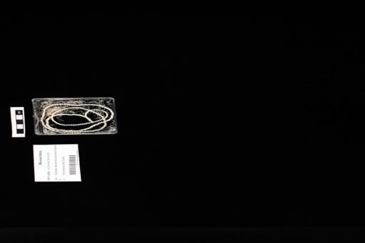 Micrurus fulvius