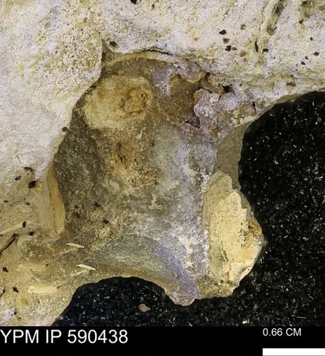 undet. Mollusca