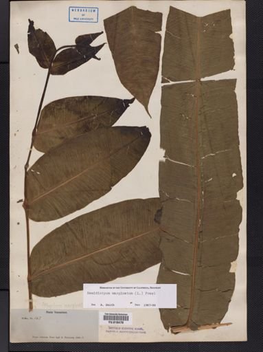 Hemidictyum