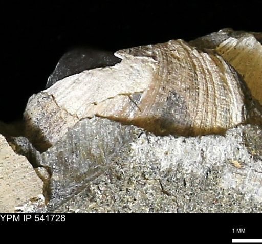 Limopsis striatopunctatus