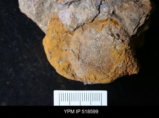 undet. Echinodermata