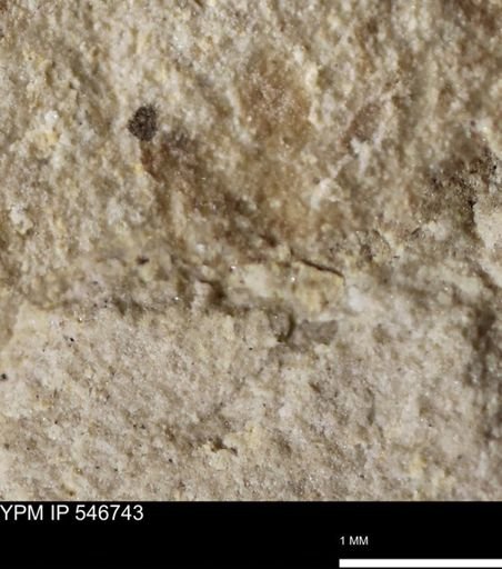 undet. Insecta