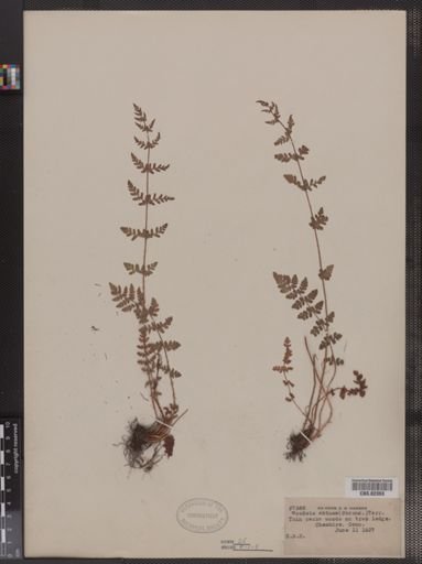 Woodsia obtusa