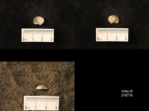 Marginifera wabashensis