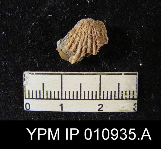 Meekella attenuata
