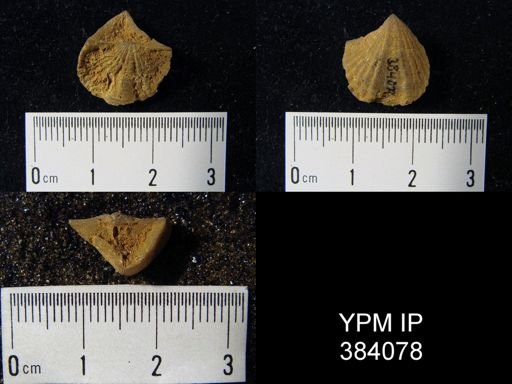 Cyrtina