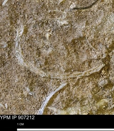 undet. Mollusca