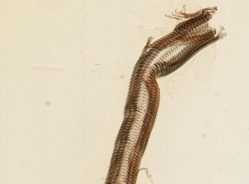 Leptoxis ampla
