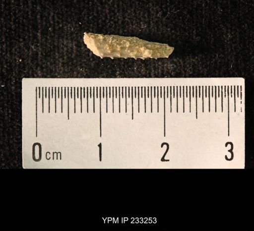 Archaeocidaris sp.
