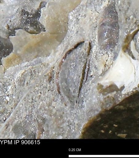 undet. Mollusca