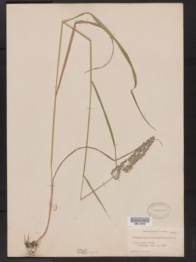 Calamagrostis cinnoides