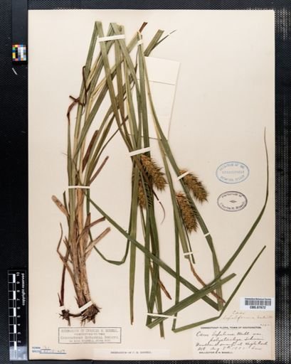 Carex lupulina