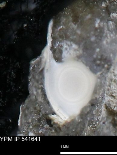 Limopsis striatopunctatus