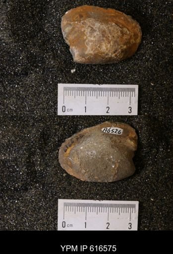 Corbicula?