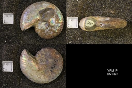 Discoscaphites conradi