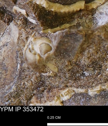 undet. Bivalvia