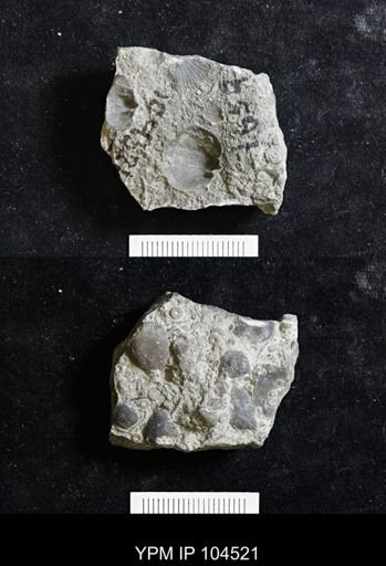 Rhipidomella uberis