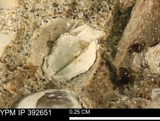 Protocardia subquadrata