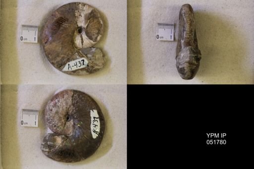 Hoploscaphites nicolletii