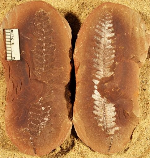 Pecopteris