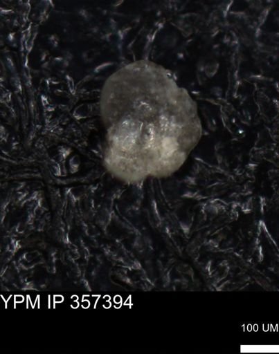 undet. Foraminiferida
