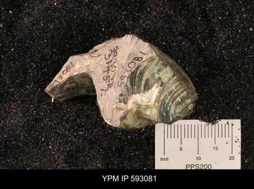 Inoceramus cuneatus
