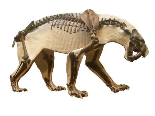Smilodon californicus