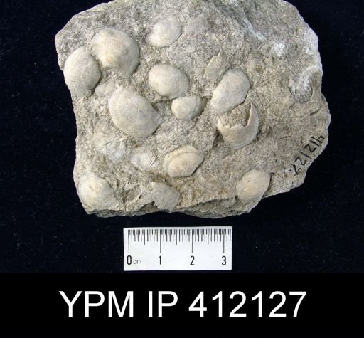 Rugosochonetes sp.