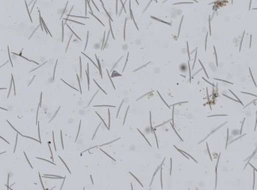 Haliclona (Gellius) flagellifera