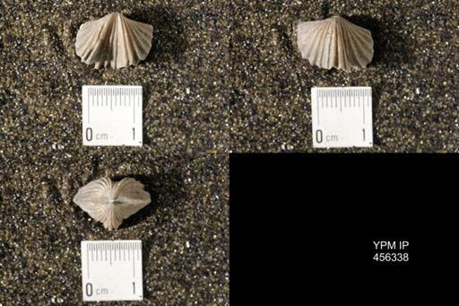 Platystrophia biforata