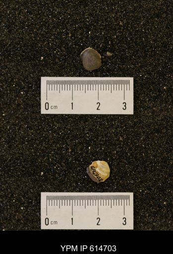 Limopsis striatopunctatus