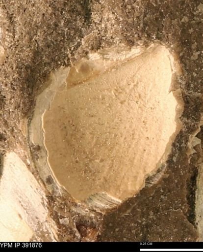 undet. Bivalvia