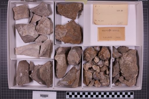 mixed taxa, stratigraphic collection