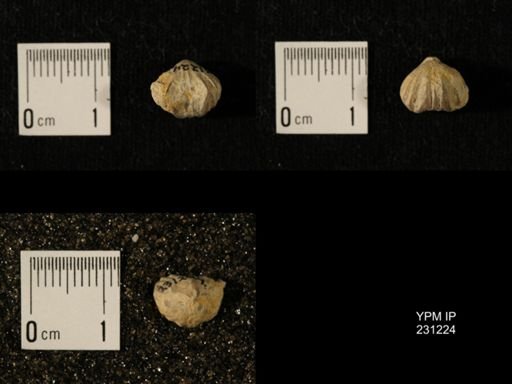 Wellerella osagensis
