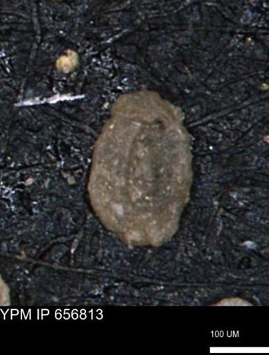 Miliammina inflata