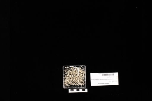 Sistrurus tergeminus