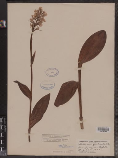 Habenaria fimbriata