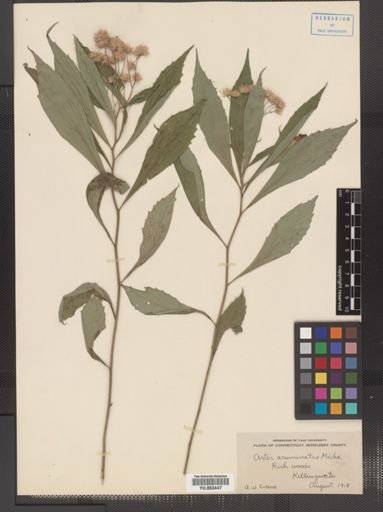 Oclemena acuminata
