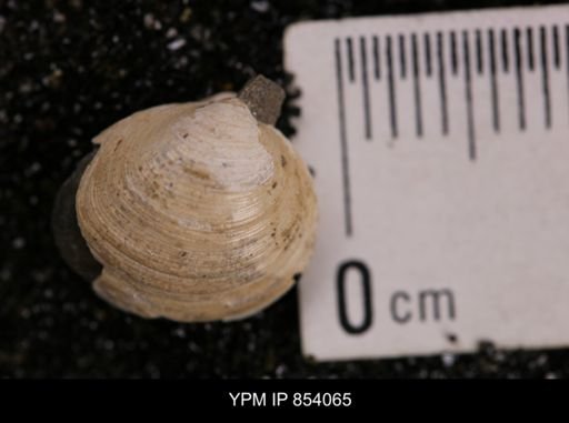 Limopsis striatopunctatus