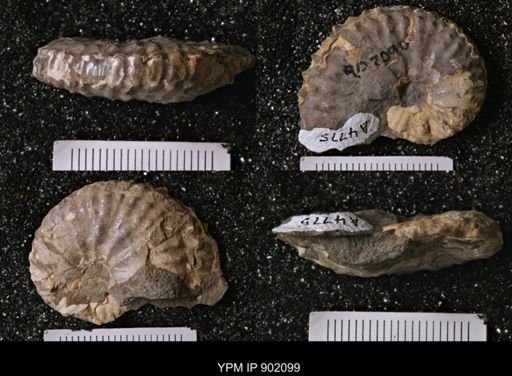 undet. Inoceramidae