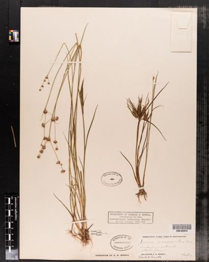 Juncus