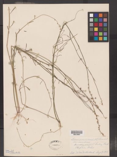 Linaria canadensis