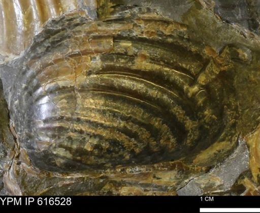 Inoceramus crippsii barabini