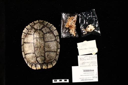 Trachemys scripta elegans