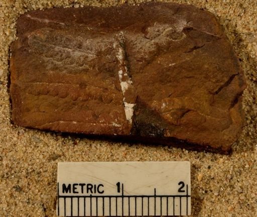 Pecopteris