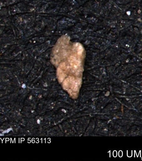 Verneuilina canadensis
