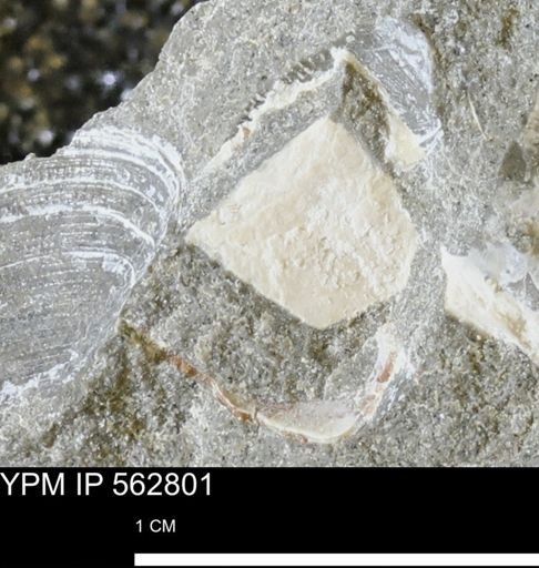 undet. Mollusca
