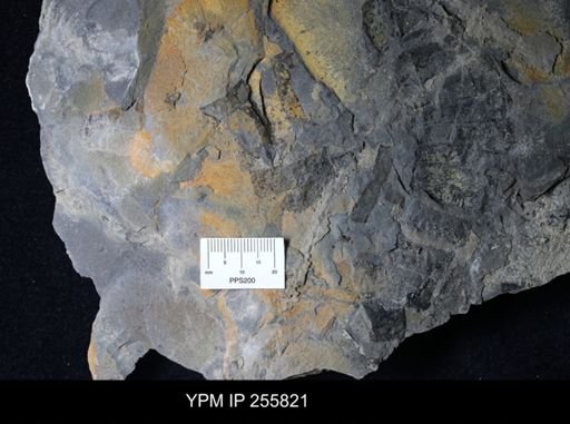 Eurypterida